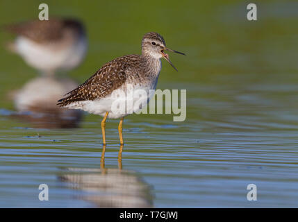 Wood Sandpiper, adulto, Campania, Italia (Tringa glareola) Foto Stock