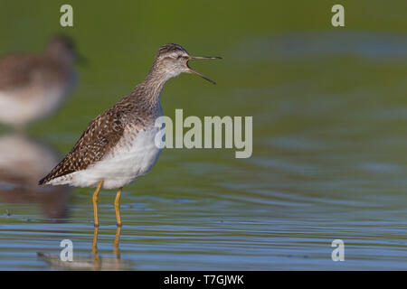 Wood Sandpiper, adulto, Campania, Italia (Tringa glareola) Foto Stock