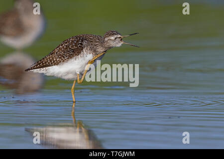 Wood Sandpiper, adulto, Campania, Italia (Tringa glareola) Foto Stock