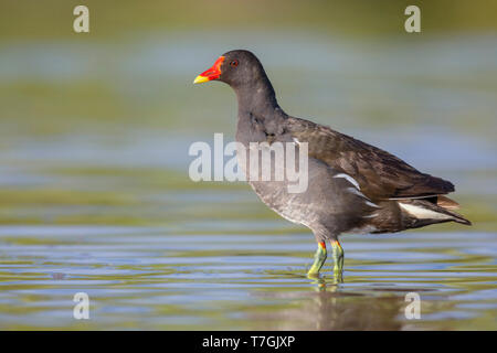 Moorhen comune, adulti in piedi in acqua, Campania, Italia Foto Stock