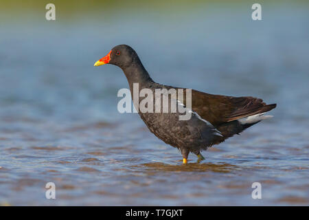 Moorhen comune, adulti in piedi in acqua, Campania, Italia Foto Stock