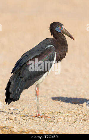 La Abdim Stork, adulti in piedi sul suolo, Salalah, Dhofar, Oman Foto Stock