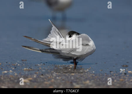 Tern comune (Sterna hirundo), preening su una spiaggia, Liwa, Al-Batihan, Oman Foto Stock