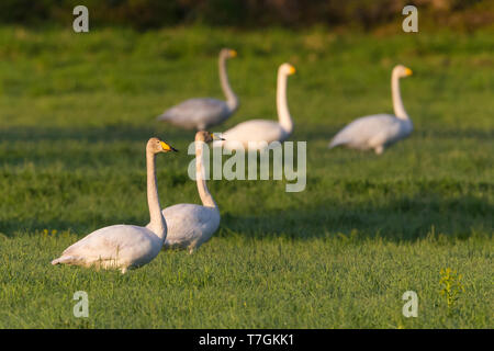 Whooper Swan (Cygnus Cygnus), piccolo gregge in piedi in erba, Kuusamo, Lappland, Finlandia Foto Stock