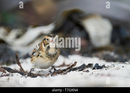 Lapland Bunting (Calcarius lapponicus lapponicus), noto anche come Lapland Longspur, rovistando su una spiaggia in Germania durante l'autunno. Foto Stock