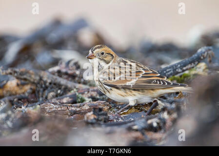 Lapland Bunting (Calcarius lapponicus lapponicus), noto anche come Lapland Longspur, rovistando su una spiaggia in Germania durante l'autunno. Foto Stock