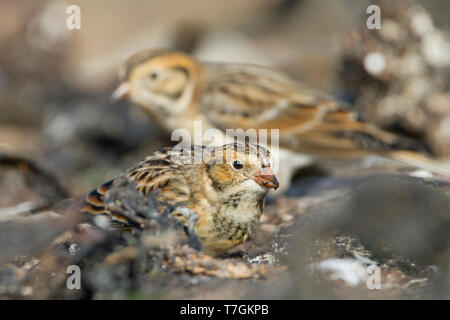 Lapland Bunting (Calcarius lapponicus lapponicus), noto anche come Lapland Longspur, rovistando su una spiaggia in Germania durante l'autunno. Foto Stock