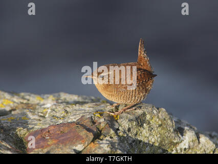 Eurasian Wren (Troglodytes troglodytes zetlandicus) arroccata su una roccia sulle Isole Shetland. Local sottospecie endemica. Foto Stock