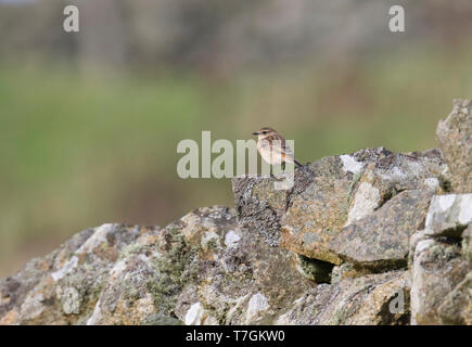 Primo-inverno siberiano Stonechat (Saxicola maurus) in Quendale sulle Isole Shetland. Arroccato su una roccia francese. Visto sul retro. Foto Stock