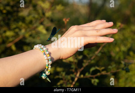Nastrare maschio Demoiselle (Calopteryx splendens) poggianti su eleganti teso la mano in Bulgaria. Foto Stock