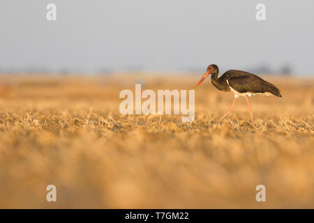 Seconda-inverno Cicogna Nera (Ciconia nigra) passeggiate in campagna di campo agricolo in Spagna. Foto Stock