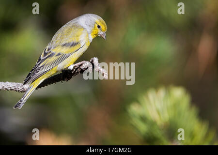 Maschio adulto Citril Finch (Carduelis citrinella) appollaiato sul ramoscello di pino in Svizzera. Guardando verso il basso per evitare possibili pericoli. Foto Stock