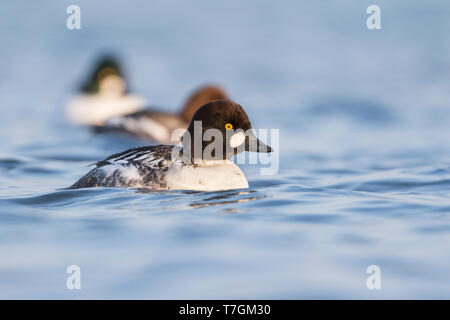 Primo inverno comune maschio Goldeneye (Bucephala clangula ssp. clangula) nuoto davanti a due altre anatre sulle sponde di un lago in Germania. Foto Stock