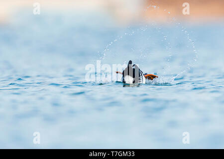 Maschio adulto comune (Goldeneye Bucephala clangula) Mostra di corteggiamento comportamento su un lago di acqua dolce in Germania durante la primavera. Foto Stock