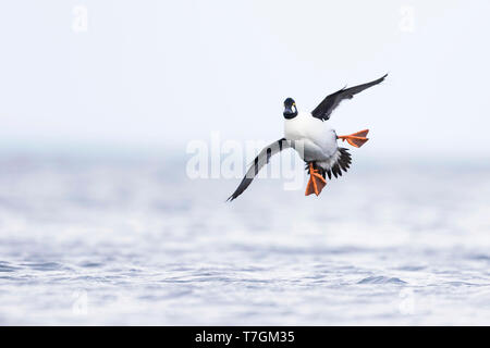 Maschio adulto comuni di Goldeneye, Bucephala clangula ssp. clangula) lo sbarco su l'acqua su un lago locale in Germania. Entrambi feets stirata da utilizzare come breaks. Foto Stock