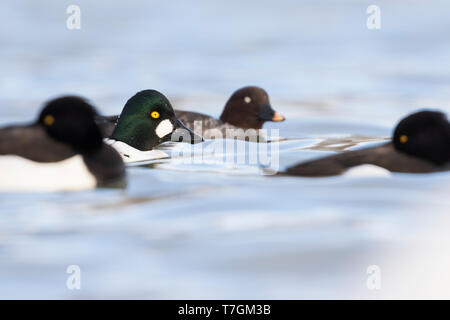 Coppia di comune Goldeneye (Bucephala clangula ssp. clangula) nuotare in un lago in Germania durante il periodo invernale. Due posti letto anatre Tufted nella parte anteriore. Foto Stock