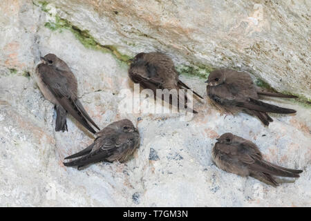 Adulto e di primo inverno Crag Martins (Ptyonoprogne rupestris) appoggiato su di una scogliera in Spagna. Foto Stock