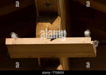 Primo-inverno Crag Martins (Ptyonoprogne rupestris) in appoggio sotto il tetto di una casa di grandi dimensioni in Svizzera. Foto Stock