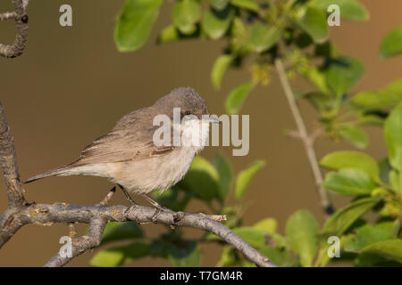 Adulto di Hume Whitethroat (Sylvia althaea) durante la primavera in Tagikistan. Foto Stock