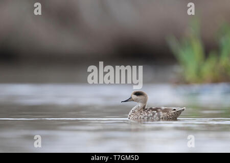 Femmina adulta in marmo (Teal marmaronetta angustirostris) svernamento in spagnolo zona umida. Vista laterale della piscina di uccelli su un lago con alcuni vegetazione shore Foto Stock