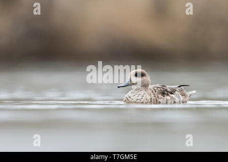 Femmina adulta in marmo (Teal marmaronetta angustirostris) svernamento in spagnolo zona umida. Leggermente visto dal lato dell'uccello nuoto sulle sponde di un lago. Foto Stock