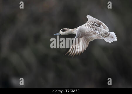 Femmina adulta in marmo (Teal marmaronetta angustirostris) tenuto fuori da una zona umida spagnolo riserva. Vista laterale di un uccello in volo che mostra ala superiore patt Foto Stock