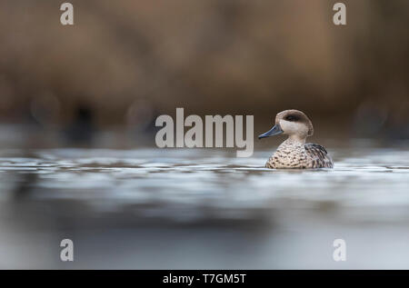 Maschio adulto in marmo (Teal marmaronetta angustirostris) svernamento in spagnolo zona umida. Nuotare in un lago la riserva naturale. Foto Stock