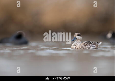 Maschio adulto in marmo (Teal marmaronetta angustirostris) svernano in una zona umida in Spagna. Leggermente visto dal lato dell'uccello nuoto tra folaghe o Foto Stock