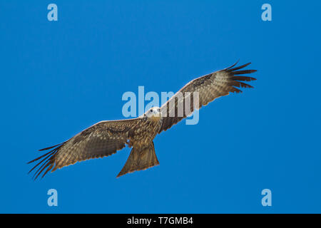 Hybrid (orientale) Nibbio, Milvus migrans migrans x lineatus, Kazakistan, secondo anno di uccello in volo visto da sotto. Foto Stock