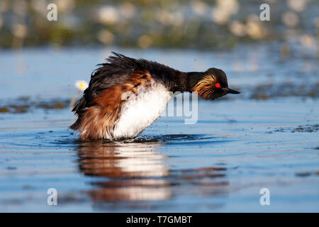 Nero-Svasso collo tra la fioritura di acqua di stagno-stella Foto Stock