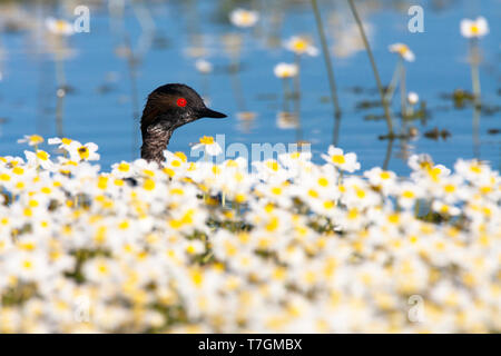 Nero-Svasso collo tra la fioritura di acqua di stagno-stella Foto Stock