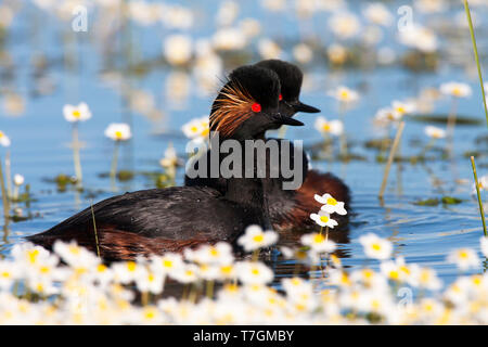 Nero-Svasso collo tra la fioritura di acqua di stagno-stella Foto Stock