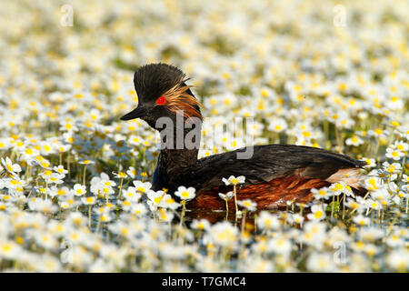 Nero-Svasso collo tra la fioritura di acqua di stagno-stella Foto Stock