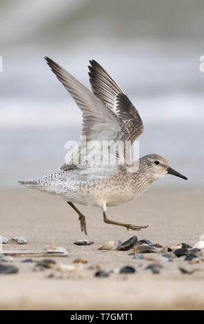 Primo-inverno rosso nodo (Calidris canutus) in esecuzione su olandese spiaggia del mare del Nord con le ali in alto al di sopra del corpo. Foto Stock