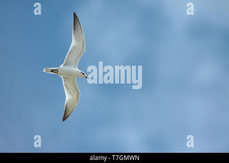 I capretti Gull-fatturati Tern (Gelochelidon nilotica) in volo nei Paesi Bassi, visto dal di sotto. Battenti contro il cielo blu come sfondo. Foto Stock