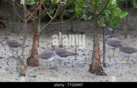 Piccolo gruppo di grigio-tailed Tattlers (Tringa brevipes) sono ' appollaiati di mangrovie di Okinawa in Giappone. Foto Stock