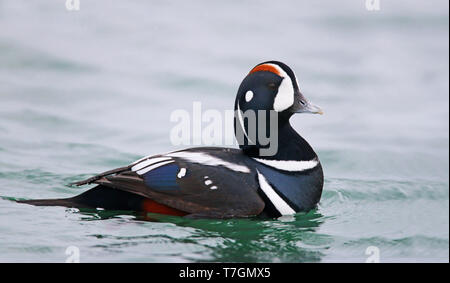 Maschio adulto Arlecchino anatra (Histrionicus histrionicus) nuoto nel porto di Hokkaido in Giappone. Vista laterale di Drake in inverno piumaggio. Foto Stock