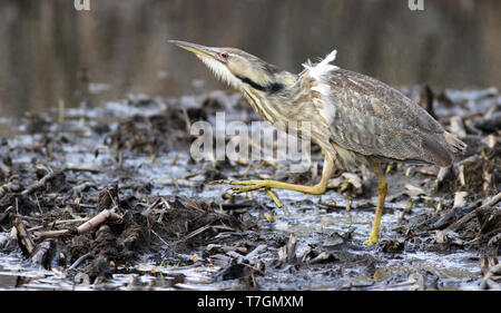 Adulto American Tarabuso (Botaurus lentiginosus) passeggiate all'aperto in Massachusetts, Stati Uniti. Foto Stock