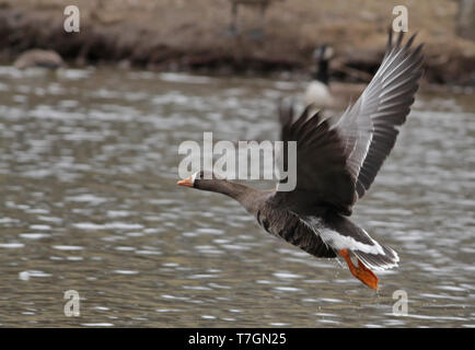 Adulto Groenlandia maggiore bianco-fronteggiata Goose (Anser Albifrons flavirostris) tenuto fuori da un laghetto di campus in Hampshire, Massachusetts nel Regno sta Foto Stock