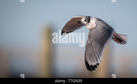 Inverno per adulti plumaged Franklin's gabbiano (Leucophaeus pipixcan) in volo Foto Stock