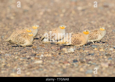 Avvistato Sandgrouse (Pterocles senegallus), piccolo gregge di appoggio al suolo in Marocco Foto Stock