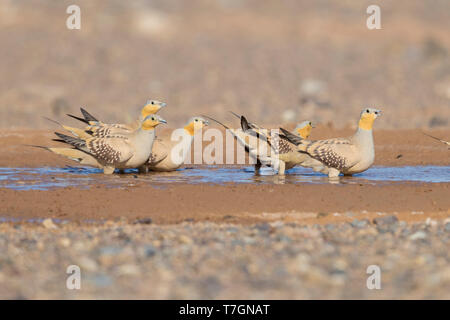 Avvistato Sandgrouse (Pterocles senegallus), piccolo gregge a bere la piscina Foto Stock