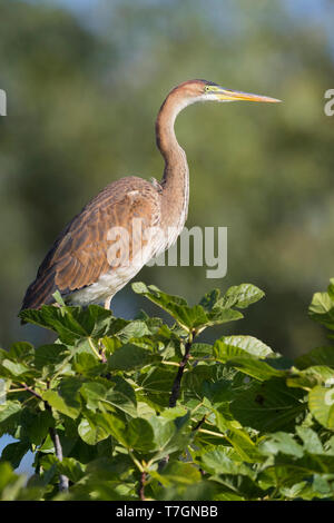 Airone rosso (Ardea purpurea), capretti appollaiato su un albero di fico Foto Stock