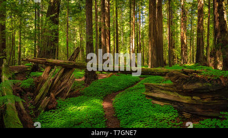 Immagine a colori di una foresta di Redwood. Northern California, Stati Uniti d'America. Foto Stock