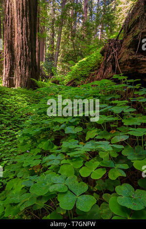 Immagine a colori di una foresta di Redwood. Northern California, Stati Uniti d'America. Foto Stock