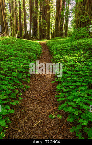 Immagine a colori di una foresta di Redwood. Northern California, Stati Uniti d'America. Foto Stock