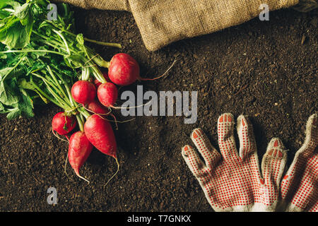 Red ravanelli e coppia di guanti da giardinaggio sul giardino vegetale terreno, vista dall'alto Foto Stock