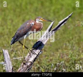 Airone tricolore (Egretta tricolore) un bambino arroccato nella palude Foto Stock