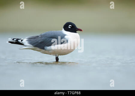 Adulto Franklin's gabbiano (Leucophaeus pipixcan) in estate piumaggio in appoggio sulla spiaggia in Galveston County, Texas, nel mese di aprile 2016. Foto Stock
