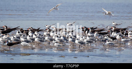 Misto di grandi dimensioni che stormo di Franklin's gabbiano (Leucophaeus pipixcan) sterne e skimmer. In appoggio sulla spiaggia della costa del Pacifico in Cile. Foto Stock